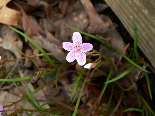 {Claytonia virginica}